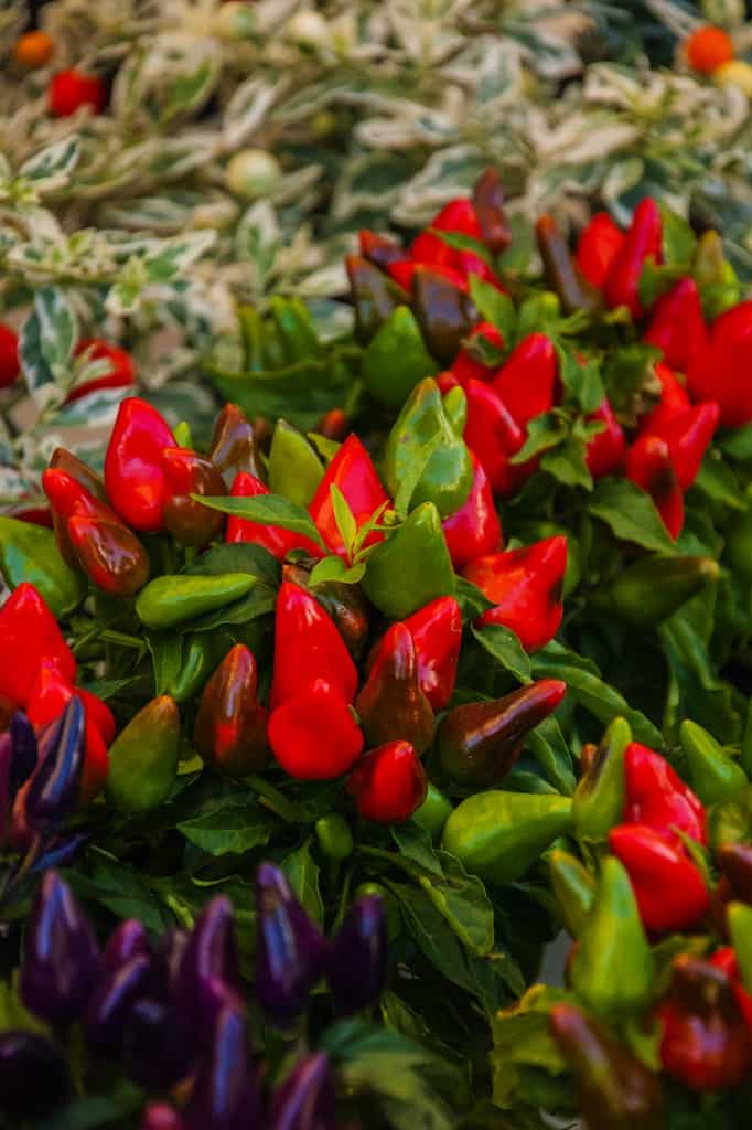 treviso chilli pepper