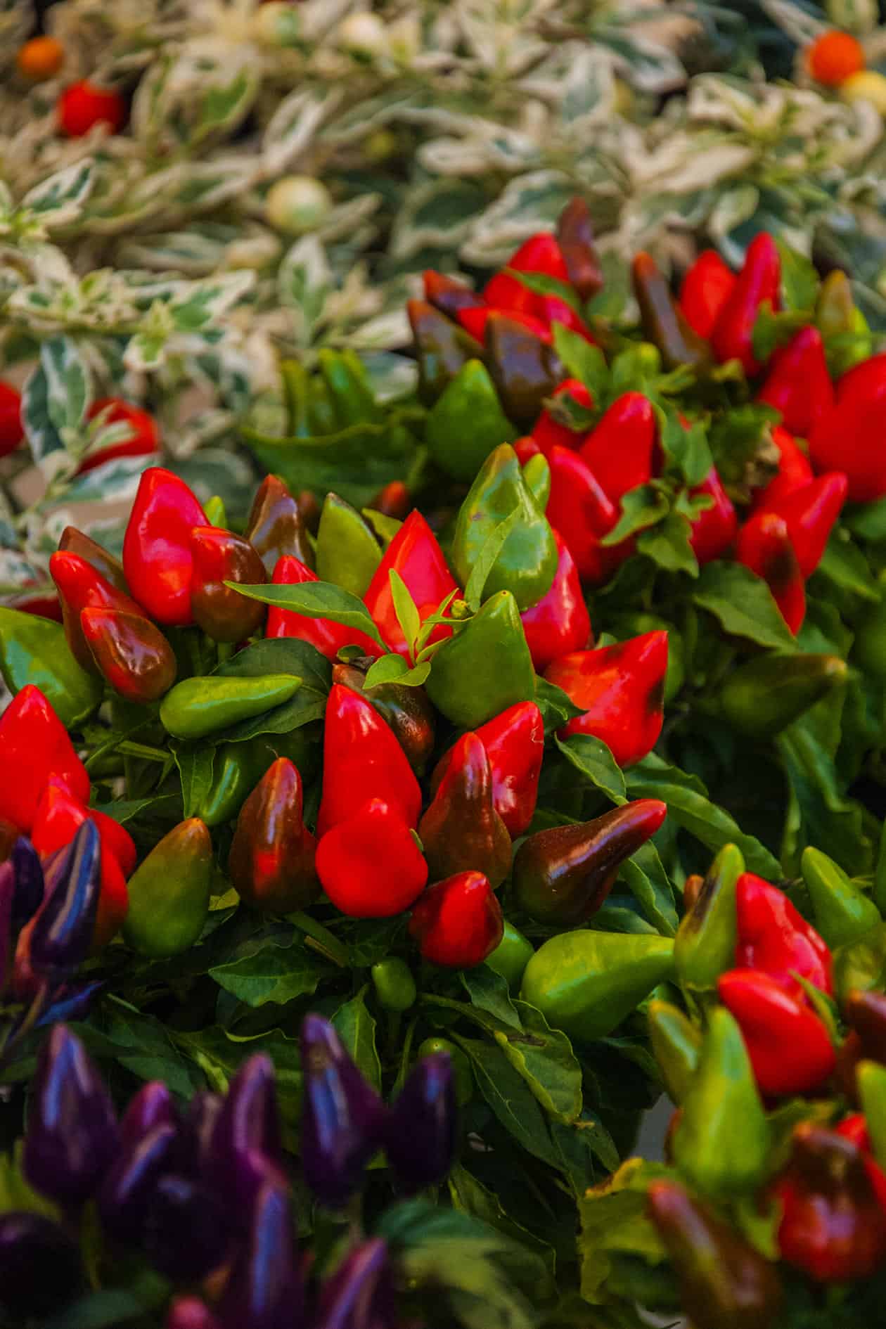 treviso chilli pepper