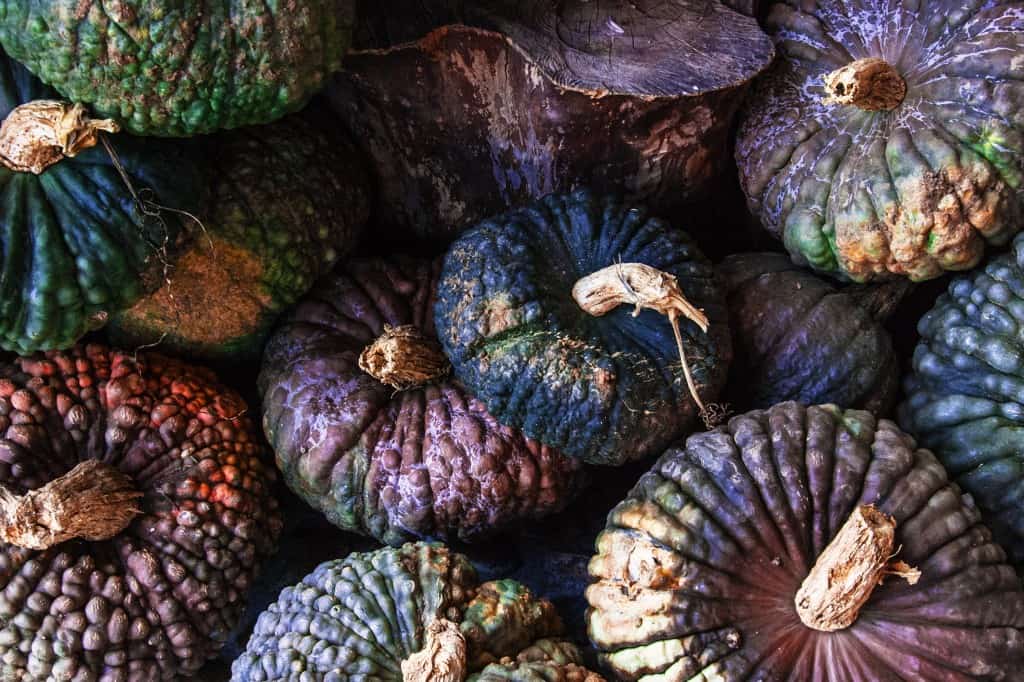 treviso pumpkins